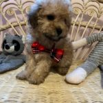 casey (maltipoo) 7