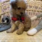 casey (maltipoo) 6