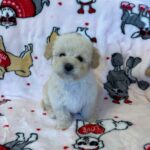 Snow (maltipoo) 8