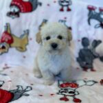 Snow (maltipoo) 5