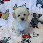 Snow (maltipoo) 7