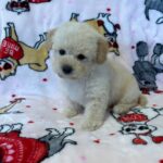 Snow (maltipoo) 6