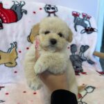 Snow (maltipoo) 4