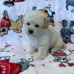 Snow (maltipoo) 3