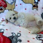 Snow (maltipoo) 2