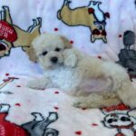 Snow (maltipoo) 1