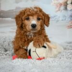 Louie (poodle) 1