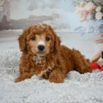 Louie (poodle) 2