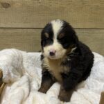 Berneese Mountain - Doodle Breeder