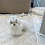 Angel (maltese) 4