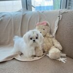 Angel (maltese) 3