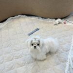 Angel (maltese) 2