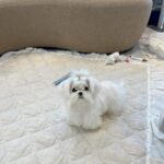 Angel (maltese) 1