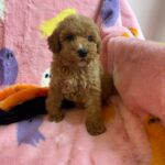 Marcel (goldendoodle) 1