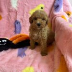 Marcel (goldendoodle) 3