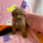 Marcel (goldendoodle) 5