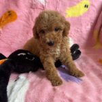 Marcel (goldendoodle) 4