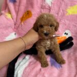 Marcel (goldendoodle) 6