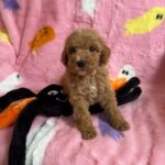 Marcel (goldendoodle) 7