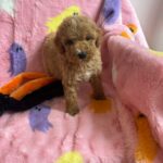 Marcel (goldendoodle) 8