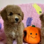 Marcel (goldendoodle) 9