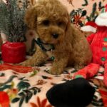 Kringle (poodle) 4