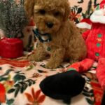 Kringle (poodle) 5