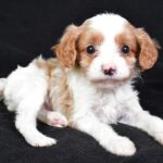 Popcorn (cavapoo)