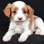 Popcorn (cavapoo) 3