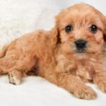 Mikey (cavapoo) 1