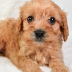 Mikey (cavapoo) 6