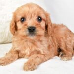 Mikey (cavapoo) 2