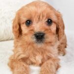 Mikey (cavapoo) 3