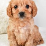 Mikey (cavapoo) 4