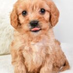 Mikey (cavapoo) 5