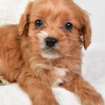 Marty (cavapoo) 2