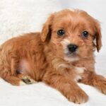 Marty (cavapoo) 7