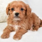 Marty (cavapoo) 1