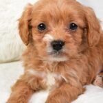 Marty (cavapoo) 3