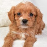 Marty (cavapoo) 4