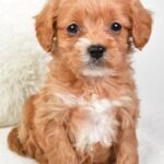 Marty (cavapoo) 5