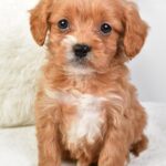 Marty (cavapoo) 6