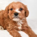 Timmy (cavapoo) 8