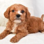 Timmy (cavapoo) 7