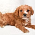 Timmy (cavapoo) 1