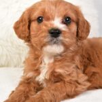 Timmy (cavapoo) 6