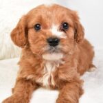 Timmy (cavapoo) 5