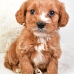 Timmy (cavapoo) 4