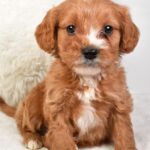 Timmy (cavapoo) 3