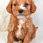 Timmy (cavapoo) 2